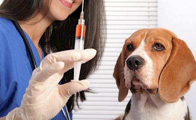 Карантин и вакцинация домашних животных: в Боярке зафиксировали лисье бешенство