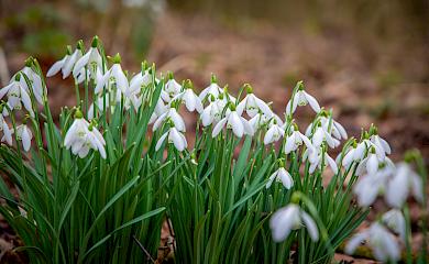 В Киевской области будут штрафовать за продажу первоцветов