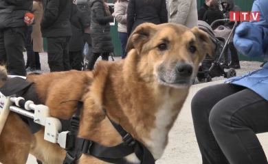 Первый в Украине приют для животных европейского образца открыли в Ирпене