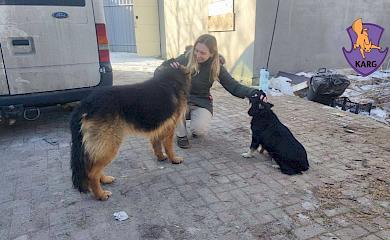 Зоозахисники розповіли про евакуацію тварин з Бахмута