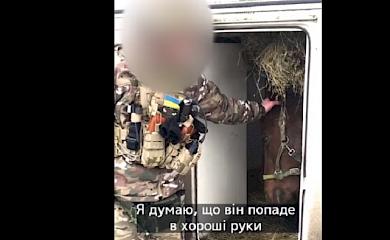 Волонтери розповіли як рятували коня з лінії фронту