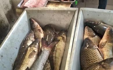 У Василькові виявили браконьєра, котрий продавав на ринку рибу