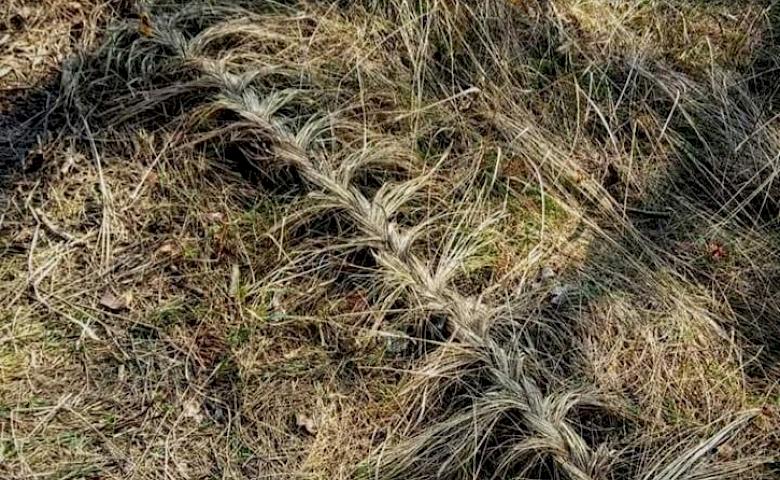 НАТАЛЯ ЛІНСЬКА: «Якщо немає натхнення -  нічого не вийде» (!)