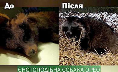 В Борисполе спасли от смерти необычное животное