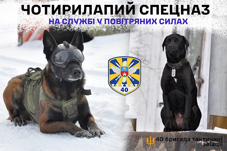 Кінолог легендарної бригади з Обухівщини розповів про роль собак на війні