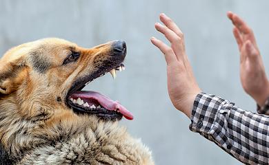 В Обухівській і сусідніх громадах зафіксовано спалах сказу