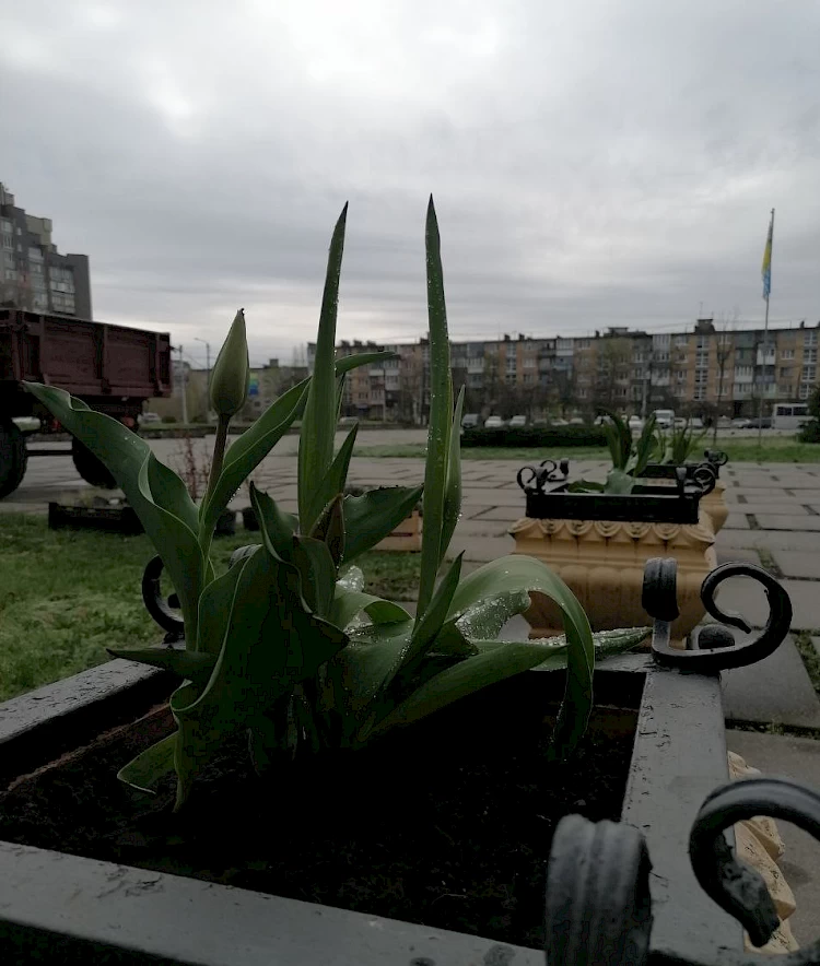 В Українці тривають роботи з упорядкування клумб