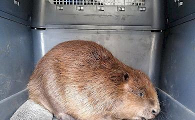 В Обухове бобер пришел "записать бобренят в детсад": ему отказали