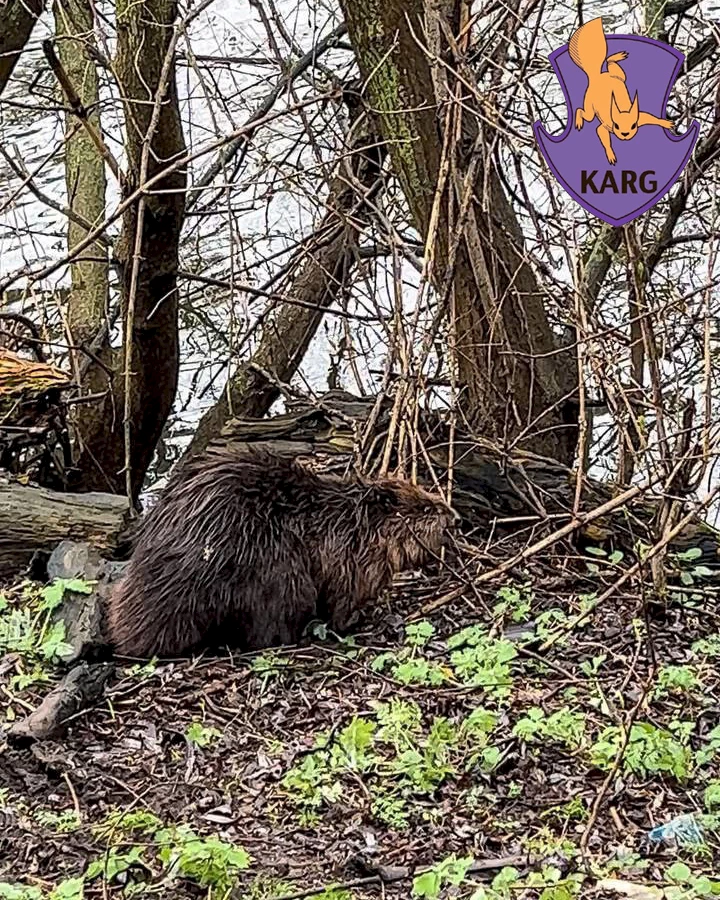 В Обухове бобер пришел "записать бобренят в детсад": ему отказали