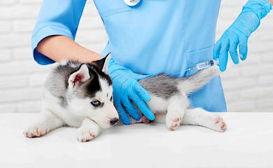 В Обухівській тергромаді планується масове щеплення тварин від сказу
