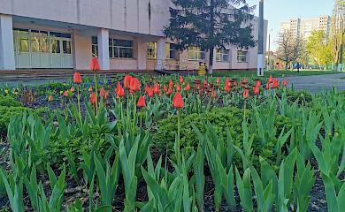 Випускники обухівського ліцею висадили квіти Перемоги