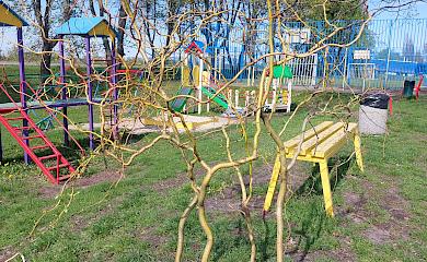В Обухові активісти висадили верби: облагородили дитячий майданчик на мікрорайоні