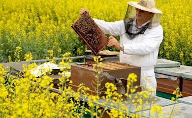 В Боярке проведут бесплатные консультации для пчеловодов
