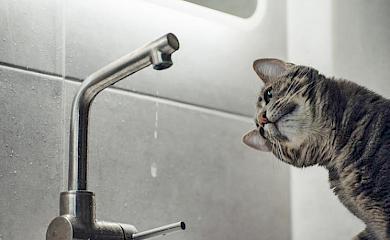 В Обухові на тиждень відключать гарячу воду: де саме