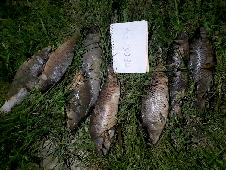 У богуславському ставку дохне риба: що відбувається