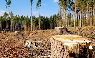 На Білоцерківщині підрозділ вишу зобов'язали заплатити 800 тис. за незакону вирубку лісу