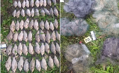 Дороге хобі: в Обухівському районі браконьєри наловили риби на 100 тисяч гривен