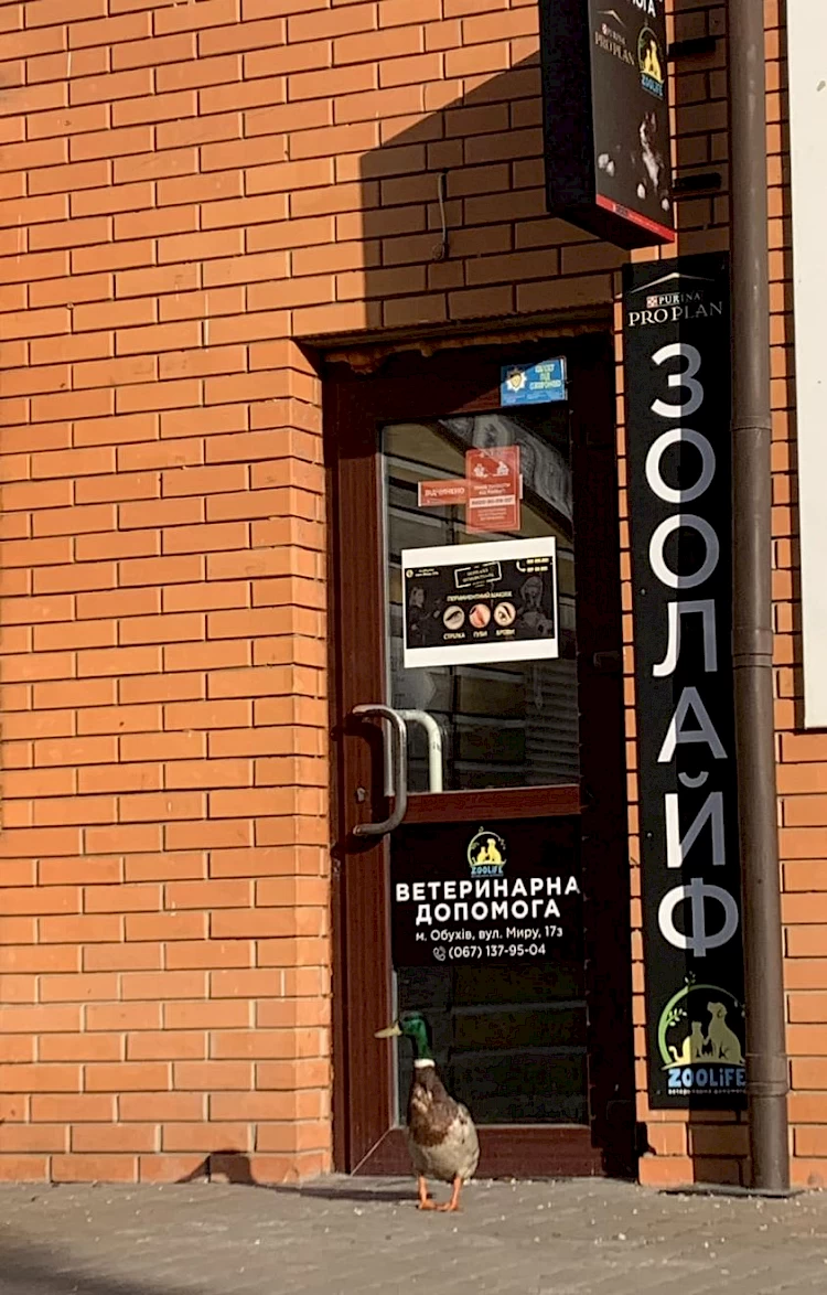 До обухівської ветклініки прийшла незвичайна гостя: в соцмережах іронізують