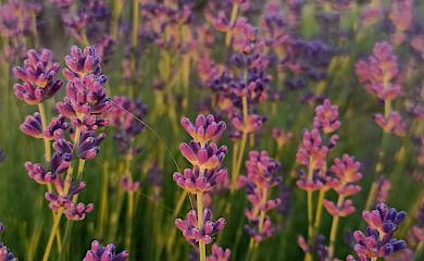 Скоро в Обухівській громаді масово зацвіте лаванда: де можна зачекінитися і розжитися квітами