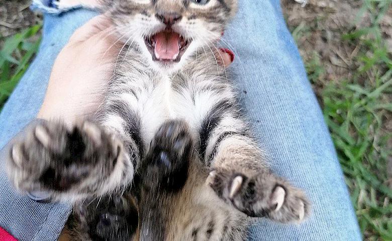 Волонтери розповіли як врятували в Обухові кошеня, котре зараз щасливо живе в "котобанді"