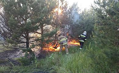 На Ржищівщині горів ліс: гасити пожежникам допомогли лісники