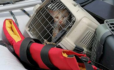 Деремезнянский приют на Обуховщине ожидает спасенных животных из Херсона