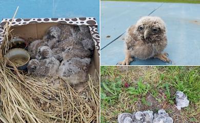 Житель Обухова спас семью сов: смастерил гнездо и подкармливает малышей