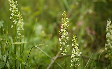 В Вышгородском районе нашли редкие дикие орхидеи, место может стать охранной зоной (фото)