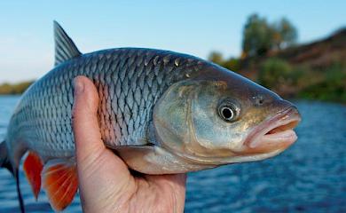 В Обухове предостерегают от употребления рыбы из южных регионов: можно заболеть ботулизмом