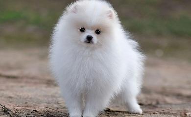 В Богуславе задержали мошенницу, которая продавала несуществующих щенков элитных пород