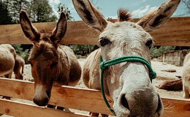 Віслюча ферма біля Обухова чекає на дітей і дорослих: є контактні тварини, молоко, сир і розваги