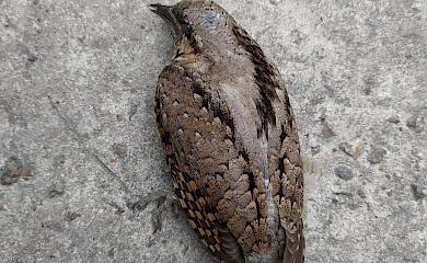 В селе возле Обухова птичка разбилась о стекло: специалисты посоветовали что делать