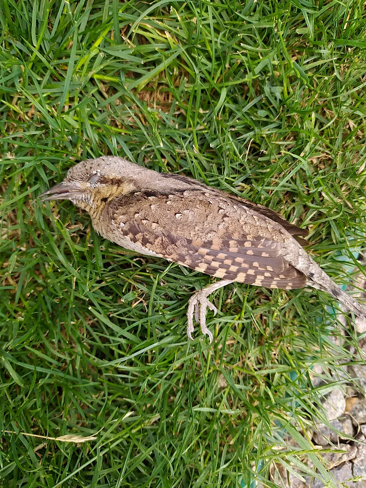 В селе возле Обухова птичка разбилась о стекло: специалисты посоветовали что делать