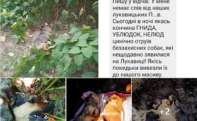 В Обухове несмотря на зоозащитников неизвестные догхатеры отравили собаку со щенками: обстоятельства трагедии