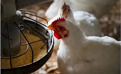 Что нужно учитывать при разработке рациона для кур-несушек?