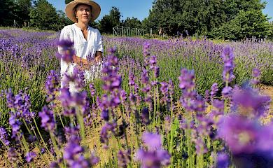 Лавандова радість поблизу Обухова. Чудовий релакс і гарні фото на згадку про літо (відео)