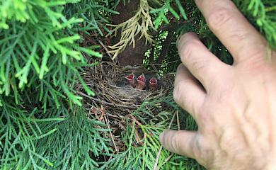 На Обуховщине исследователь нашел птичье гнездо и пристроил камеру возле него