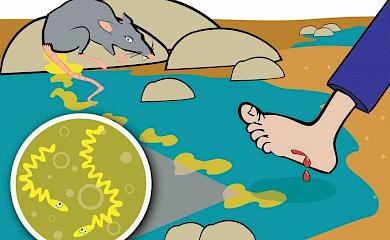 В Броварах от лептоспироза умер мужчина - мог заразиться на пасеке в Обуховском районе