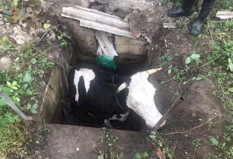 Смішно і грішно: на Київщині корова впала у яму - її рятували всім "миром"