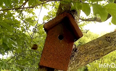 Обуховщина: вертишейки поселились в синичнике и им там нравится (видео)