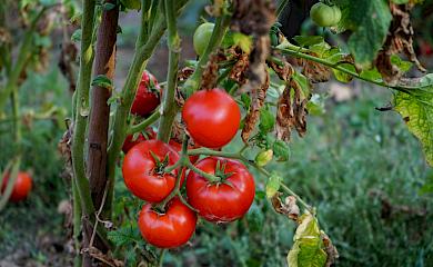 Дополнительный полив во время плодоношения помидоров повлияет на вкус плодов