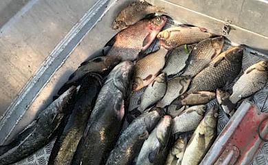 "Золотая рыбка": возле Украинки браконьер наловил рыбы более чем на 50 000 гривен