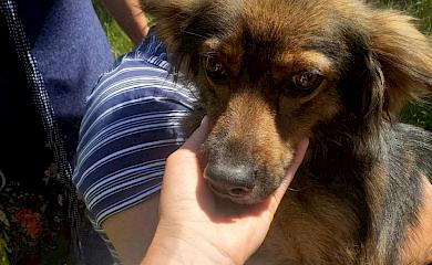 В Украинке ловили, стерилизовали и прививали животных: уверяют, что все гуманно