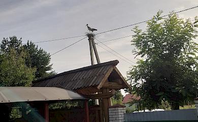 Солнце, сыры и аисты ждут ценителей на крафтовой сыроварне возле Обухова