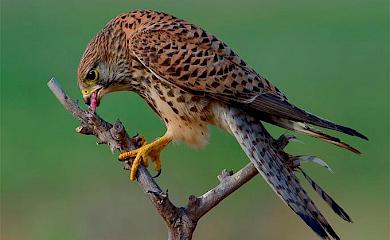 Обуховщина: новый бинокль помог активистам спасти редкую хищную птицу