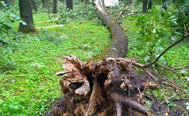 Поваленные деревья, оборванные линии электропередач: последствия стихии на Кагарличчине