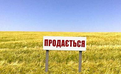 В Козині продали землі на майже 100 мільйонів гривень