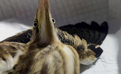 Собаки, бугаї, лелеки: кого рятували волонтери на Обухівщині