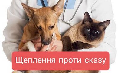У Ходосівці вакцинуватимуть тварин від сказу: де, коли, хто, як