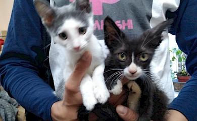 Обуховская зоозащитница рассказала щемящую историю спасения котенка, который уже стал львовянином